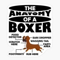 The Anatomy Of A Boxer