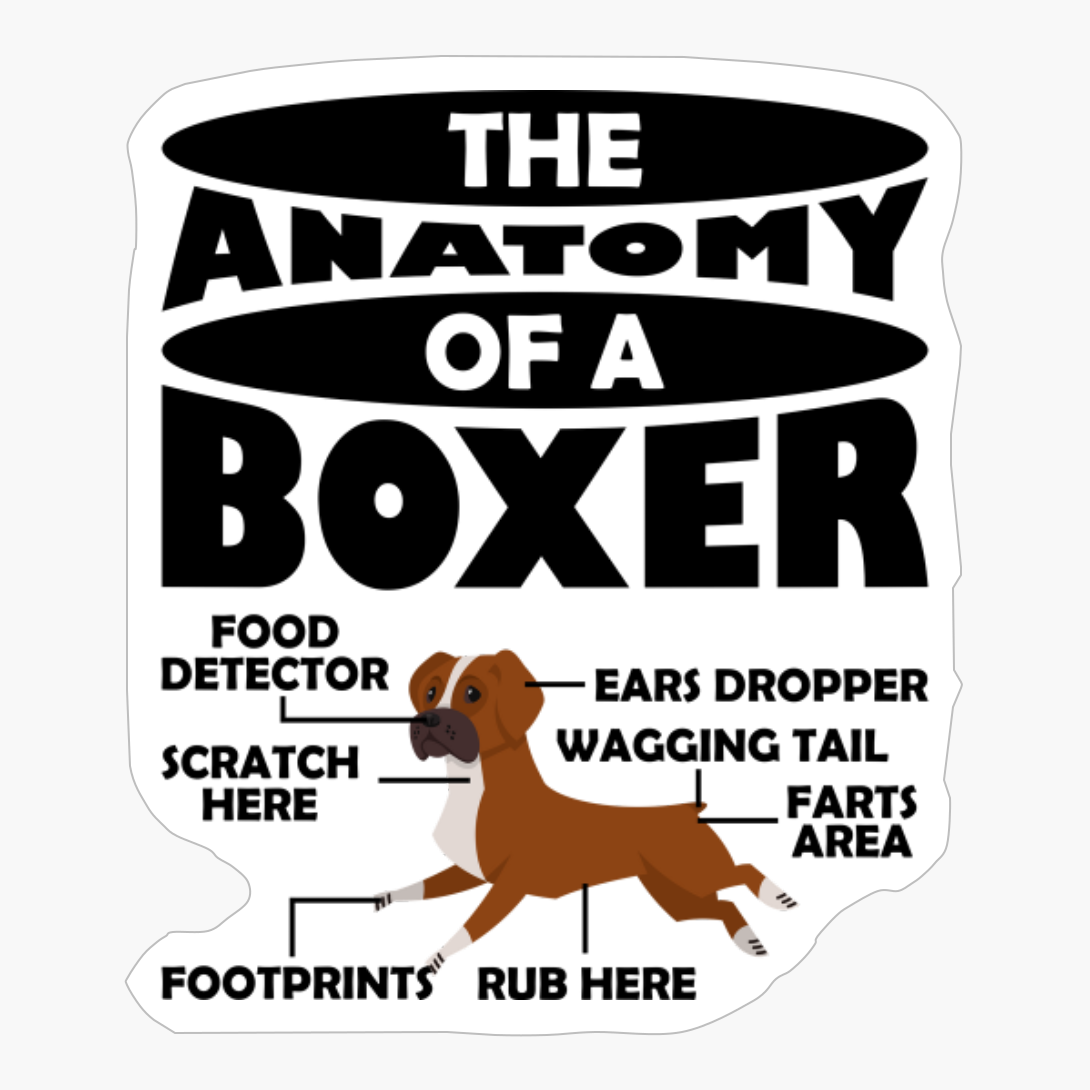 The Anatomy Of A Boxer