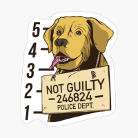 Not Guilty Golden Retriever Dog