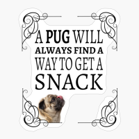Pug Wants A Snack