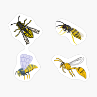 Wasps Pack