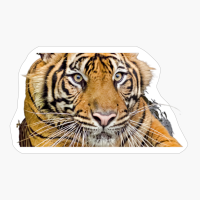 Bengal Tiger Face