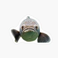 Largemouth Bass Face Closeup