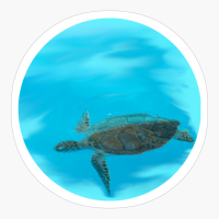 Turtle Swimming In The Caribbean Sea