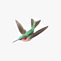 Colorful Vintage Hummingbird Design