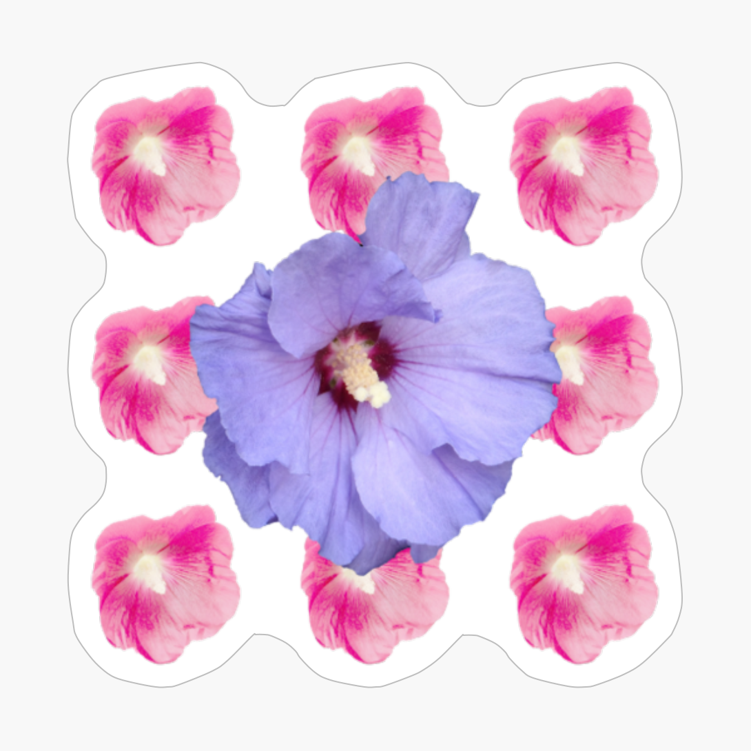 Hibiscus Marshmallow Mallow Malvenartig Pink Blue