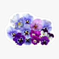 Pansy Isolated Violet Nature Flowers Violaceae