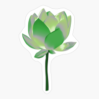 Aromantic Pride Blooming Lotus